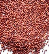 Finger Millet Seeds
