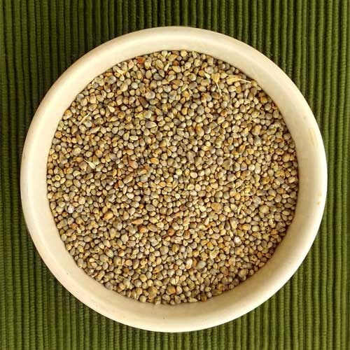 Pearl Millet Seeds