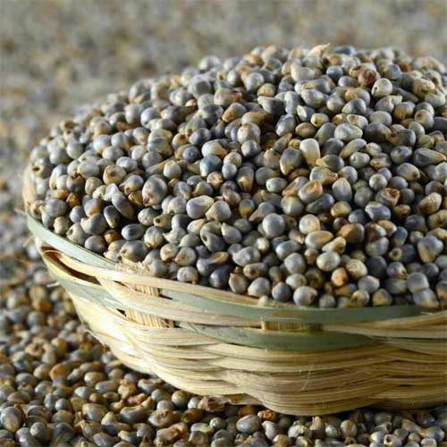 Pearl Millet Seeds