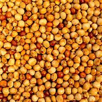 Pigeon Peas