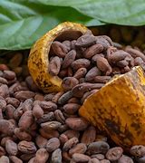 Cocoa Beans